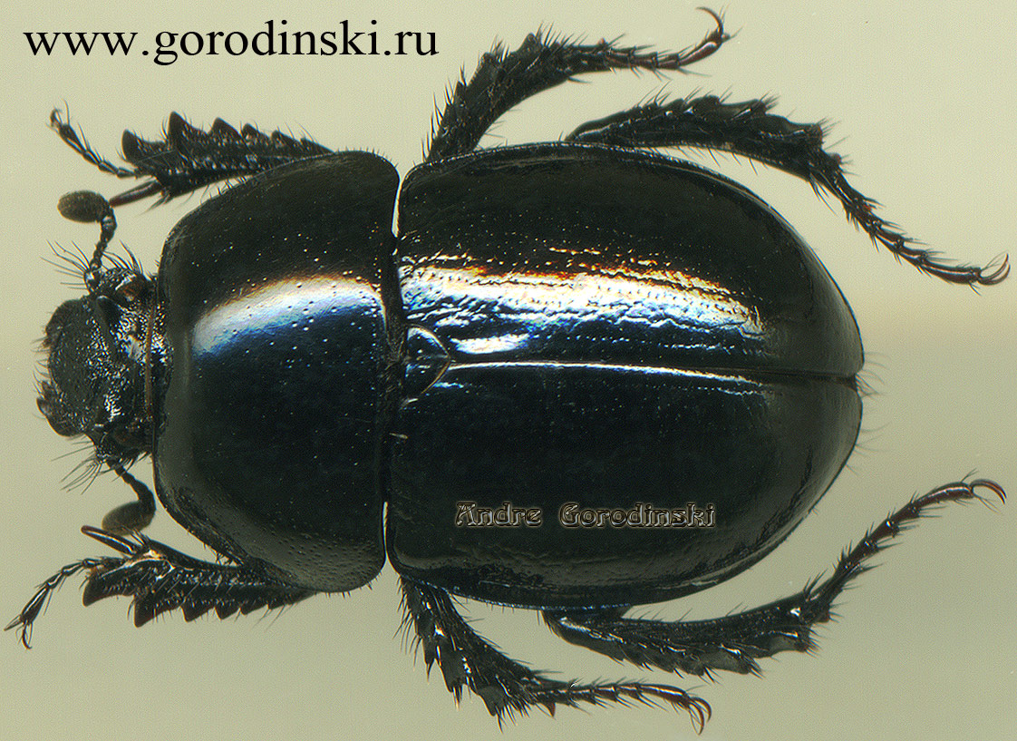 http://www.gorodinski.ru/geotrupes/Odontotrypes radiosus.jpg